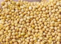 US said to have accepted India’s position on GM crops in lieu of concession on apples, nuts