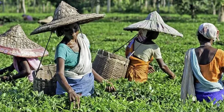 Amid rising imports of cheap teas, Tea Board orders all consignments to be tested from May 1